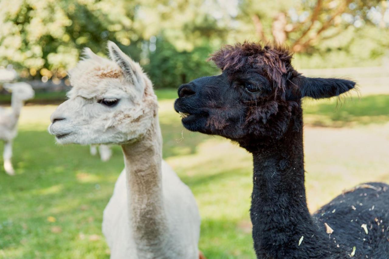 فندق Horsley Hale Farm Glamping إلي المظهر الخارجي الصورة
