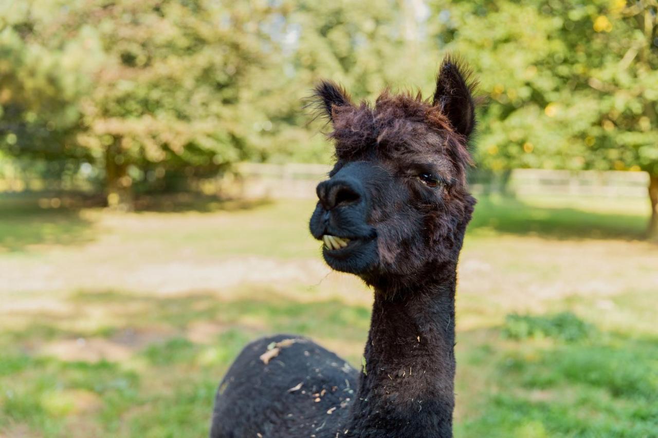 فندق Horsley Hale Farm Glamping إلي المظهر الخارجي الصورة